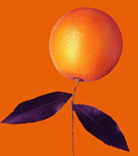 immagine estetica per la pagina MP3 raffigurante un arancio rovesciato